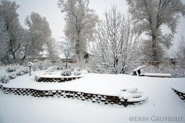 FLowerGardenSnow
