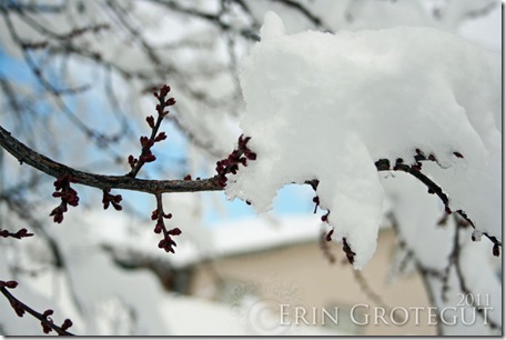 IMG_4109web