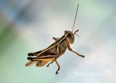 grasshopper