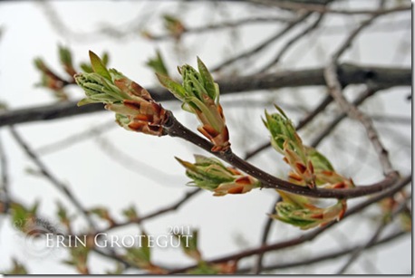 IMG_4090web