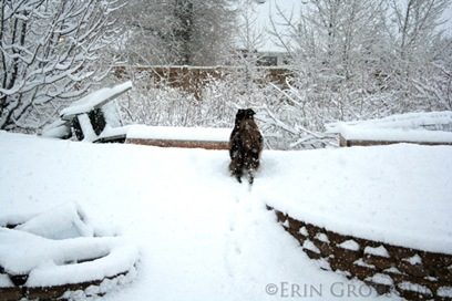 SnowDay