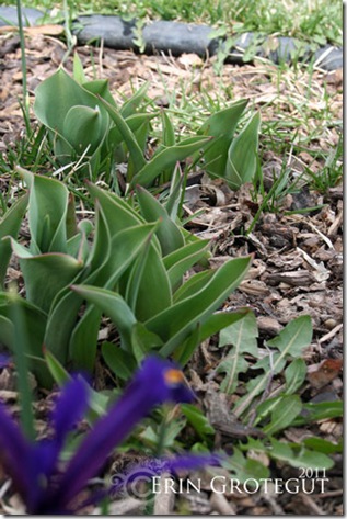 IMG_4068web